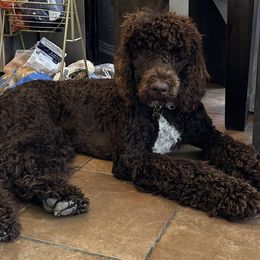 Bingley - Poodle