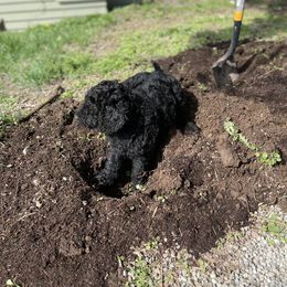 Goldendoodle Puppies from Robinson Doodles