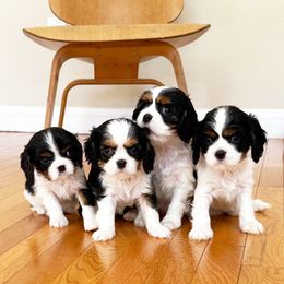 Cavalier King Charles Spaniel Puppies from Paradise Cavaliers