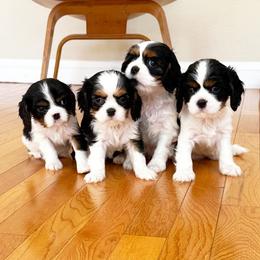 Cavalier King Charles Spaniel Puppies from Paradise Cavaliers