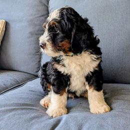 Oogie - Tri-color male Bernedoodle puppy in Gilbert, Arizona from San Tan Doodles