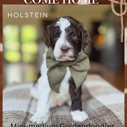 Holstein - Parti male Goldendoodle puppy in New Harmony, Indiana from Cottonwood Farms