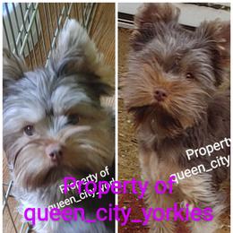 Sienna - Yorkshire Terrier