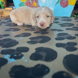 Ee red male -2 - Cream male Dachshund puppy in Hawley, Texas from Foxy’s Dachshunds & Toy Aussies