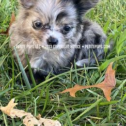 Chihuahua Puppies from Petite Pups LLC