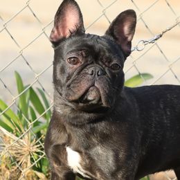 Abby - Brindle French Bulldog puppy in Riverside, California from Nancy Smith Woodcrest Frenchies
