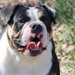 Boston Terriers, Bulldogs, and French Bulldogs from JP Ranch Bulldogs