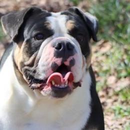 Boston Terriers, Bulldogs, and French Bulldogs from JP Ranch Bulldogs
