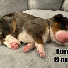 Romano - Blue merle Bernedoodle puppy in Washougal, Washington from Sandy Creek Bernedoodles