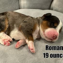 Romano - Blue merle Bernedoodle puppy in Washougal, Washington from Sandy Creek Bernedoodles