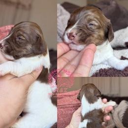Steve - Brindle male Dachshund puppy in Hornbeck, Louisiana from A&Z Mini Dachshunds