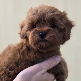 Luke Skywalker - Red male Cavapoo puppy in Newdale, Idaho from Canyon Creek Puppies