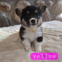 Yellow - Black and tan female Pembroke Welsh Corgi puppy in Necedah, Wisconsin from The 6Ks Paws and Hobbies