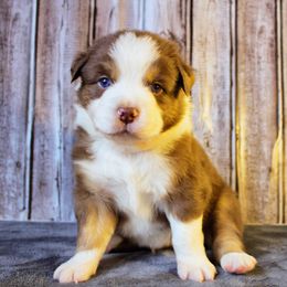 Australian Shepherd and Miniature Australian Shepherd Puppies from Wyld N Free Mini Aussies