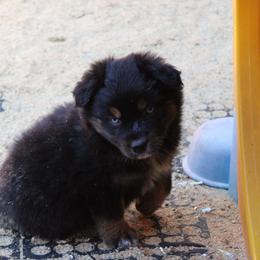 Winton - Black tri-color male Australian Shepherd puppy in Sonoita, Arizona from Gardner Canyon Kennels