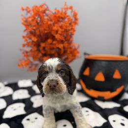 Boo - Tri-Roan female English Springer Spaniel puppy in Rogers, Ohio from StoneyBrook Setters