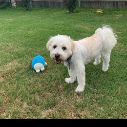 HB - Cavachon