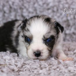 Australian Shepherd, Miniature American Shepherd, Miniature Australian Shepherd, and Toy Australian Shepherd Puppies from Painted Blue Aussies