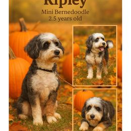 Ripley - Bernedoodle