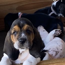 Basset Hound Puppies from Valley Bassets