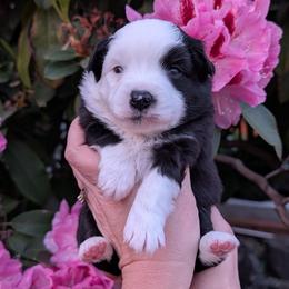 Mercy - Black & white female Miniature Australian Shepherd puppy in Marysville, Washington from Garay Mini Aussies