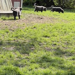 German Shepherd Puppies from Legacy K9’s