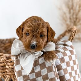 Twig - Red  male Goldendoodle puppy in Russell Springs, Kentucky from Milk & Honey Doodles