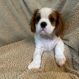 Cavalier King Charles Spaniel Puppies from Creekside Cavaliers