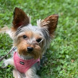 Faith - Yorkshire Terrier
