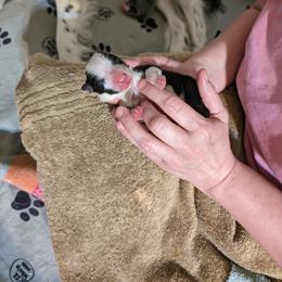 Border Collie Puppies from Double4farms