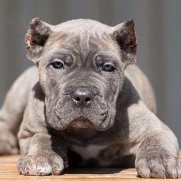 Cane Corso from WesCo Kennels