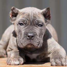 Cane Corso from WesCo Kennels
