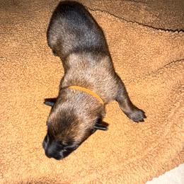 Orange - Fawn sable male Belgian Malinois puppy in Saint Amant, Louisiana from Mercy Kennels
