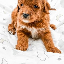 Cookie - Red  male Goldendoodle puppy in Belton, South Carolina from Poodley Doodley Doo