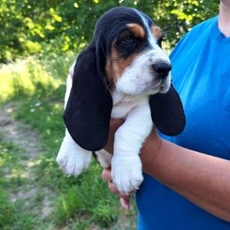Bambi - Black brown and white female Basset Hound puppy in Mack's Creek, Missouri from Mack's Creek Basset Hounds