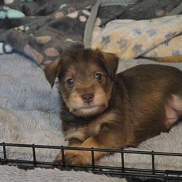 Dozer - Liver male Miniature Schnauzer puppy in Fredericksburg, Virginia from Liver Legends