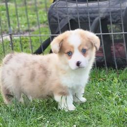 Paul - Red merle and white male American Corgi puppy in Dunbar, Nebraska from Vintage Corgis