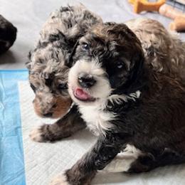 Aussiedoodle puppies from Nottingham Aussiedoodles