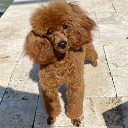Viola jane - Poodle
