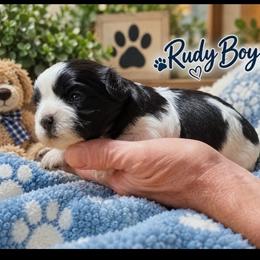 Rudy - Black and white male Shihpoo puppy in Eldon, Missouri from B&B Designer Shihpoo’s