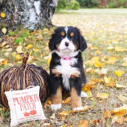 Liberty - Black rust and white Bernese Mountain Dog puppy in Karlstad, Minnesota from Tami’s Heavenly Bernese