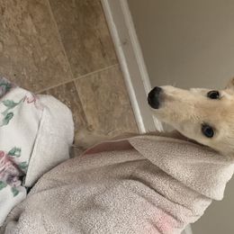 Silken Windhound Puppies from Regalant Silken Windhounds