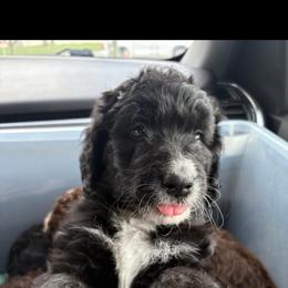Thibodeaux - Black and white male Aussiedoodle puppy in Bridge City, Texas from My Amis AussieDoodles