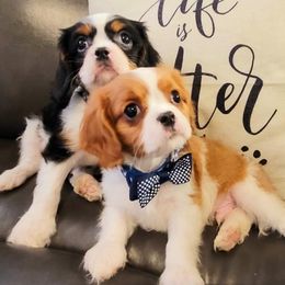 Cavalier King Charles Spaniels from Rose Paws LLC
