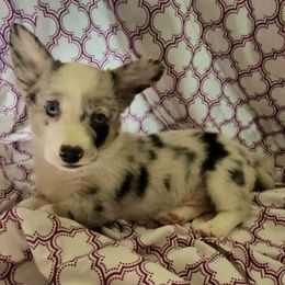 Girl 1 - Cardigan Welsh Corgi puppy from Cardigan Corgi Cuties 💓