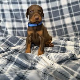 Blue Collar - Red and rust male Doberman Pinscher puppy in Lake City, Florida from Paintedcrazy Doberman Pinchers