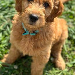 Bernedoodles and Goldendoodles from Shari's TN Doodles & More