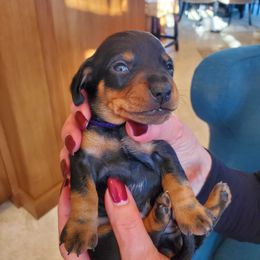 Dachshund Puppies from Lisa's Dachshunds