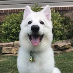 Berger Blanc Suisses from Wolf Lake White Swiss Shepherds