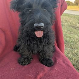 Sally - Black female Scottish Terrier puppy in Chattanooga, Tennessee from Oodles of Cuties!
